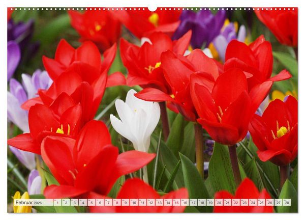 Produktbild: Roter Glanz Bl&uuml;tenpracht (hochwertiger Premium Wandkalender 2026 DIN A2 quer), Kunstdruck in Hochglanz
