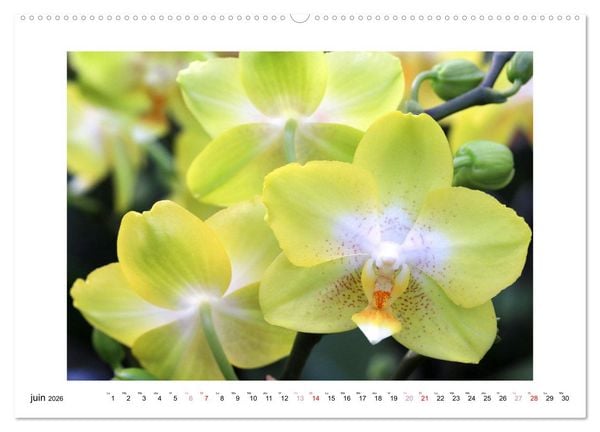 Produktbild: L'orchid&eacute;e Phalaenopsis (Calendrier mural 2026 DIN A2 vertical), CALVENDO calendrier mensuel