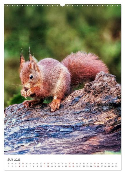 Produktbild: Niedlicher Nager - Das Eichh&ouml;rnchen (hochwertiger Premium Wandkalender 2026 DIN A2 hoch), Kunstdruck in Hochglanz
