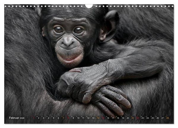 Produktbild: MENSCHENAFFENKINDER 2 (Wandkalender 2026 DIN A3 quer), CALVENDO Monatskalender