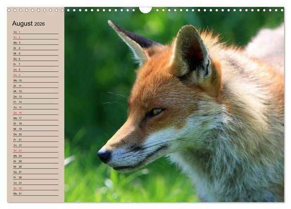 Produktbild: Der Fuchs. Bezaubernder Geselle (Wandkalender 2026 DIN A3 quer), CALVENDO Monatskalender