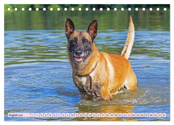 Produktbild: Freund und Besch&uuml;tzer - Der Malinois (Tischkalender 2026 DIN A5 quer), CALVENDO Monatskalender