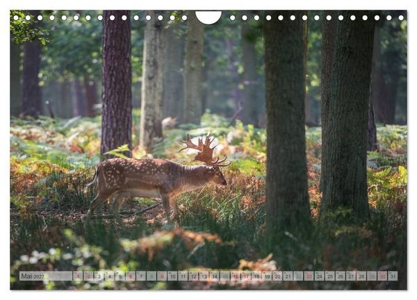 Produktbild: Emotionale Momente: Das Damwild. (Wandkalender 2027 DIN A4 quer), CALVENDO Monatskalender