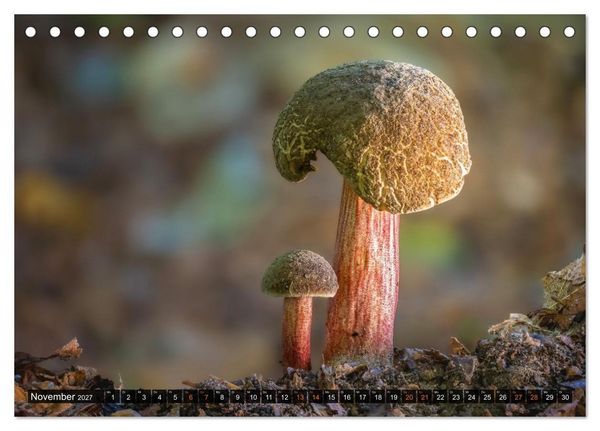Produktbild: Kunstgalerie Wald - die verborgene Welt der Pilze (Tischkalender 2027 DIN A5 quer), CALVENDO Monatskalender