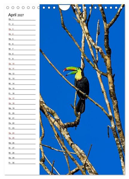Produktbild: Costa Rica - Magische Tiere des Regenwaldes (Wandkalender 2027 DIN A4 hoch), CALVENDO Monatskalender