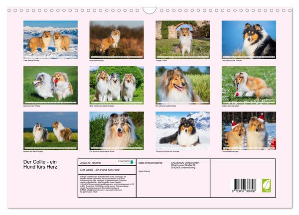 Produktbild: Der Collie - ein Hund f&uuml;rs Herz (Wandkalender 2026 DIN A3 quer), CALVENDO Monatskalender
