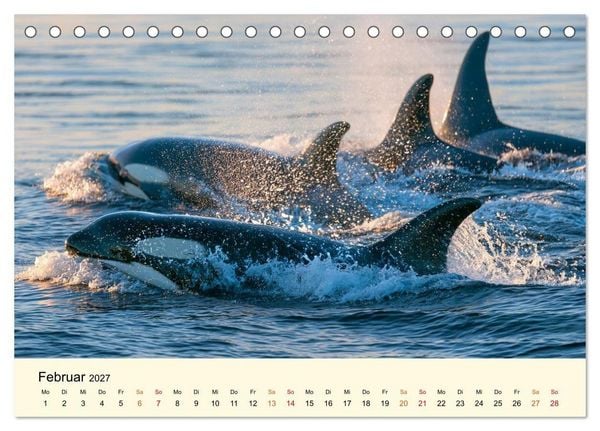 Produktbild: Orcas - Wilde Eleganz des Meeres (Tischkalender 2027 DIN A5 quer), CALVENDO Monatskalender