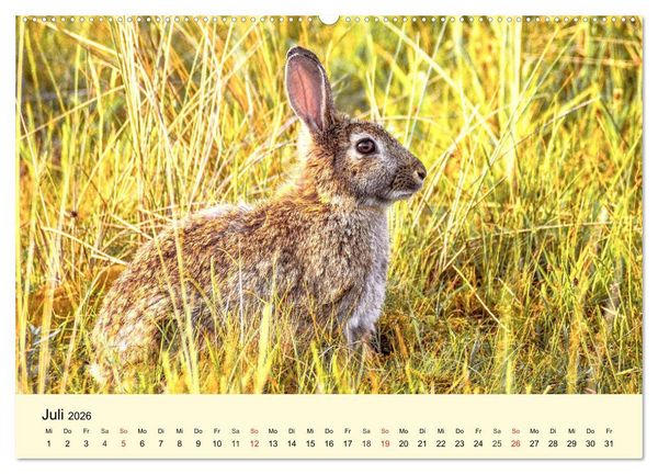 Produktbild: Scheue Wildtiere in heimischen W&auml;ldern und Bergen (hochwertiger Premium Wandkalender 2026 DIN A2 quer), Kunstdruck in Hochglanz