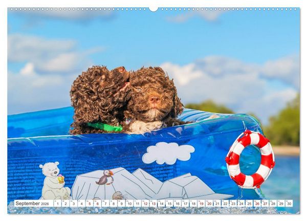 Produktbild: Lagotto Romagnolo Welpen - Sieben kleine Weltentdecker auf gro&szlig;er Fahrt (hochwertiger Premium Wandkalender 2026 DIN A2 quer), Kunstdruck in Hochglanz