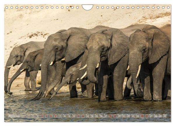 Produktbild: Elefanten in Afrika - Die mit den gro&szlig;en Ohren (Wandkalender 2026 DIN A4 quer), CALVENDO Monatskalender