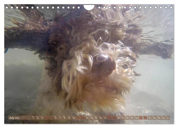 Produktbild: Lagotto Romagnolo Mountain Life (Wall Calendar 2026 DIN A4 landscape), CALVENDO 12 Month Wall Calendar