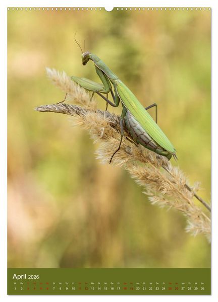 Produktbild: Die Gottesanbeterin. R&auml;uber der Insektenwelt. (Wandkalender 2026 DIN A2 hoch), CALVENDO Monatskalender