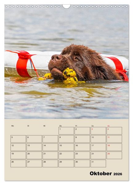 Produktbild: Familienplaner Neufundl&auml;nder - Freund und Retter (Wandkalender 2026 DIN A3 hoch), CALVENDO Monatskalender