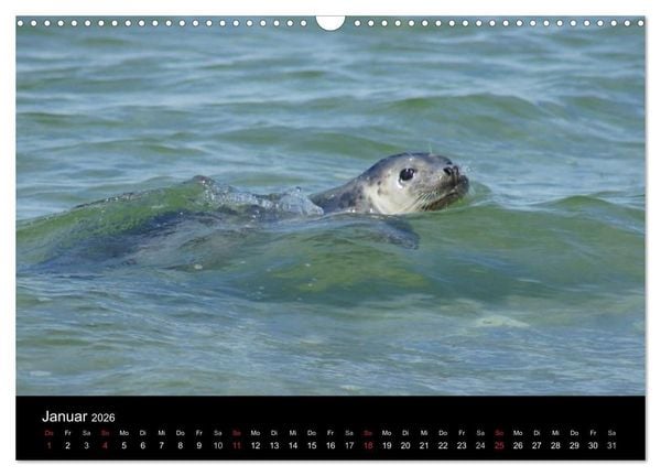 Produktbild: Verspielte Robben (Wandkalender 2026 DIN A3 quer), CALVENDO Monatskalender