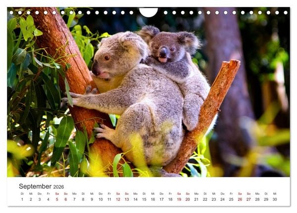 Produktbild: Knuffige Koalab&auml;ren (Wandkalender 2026 DIN A4 quer), CALVENDO Monatskalender