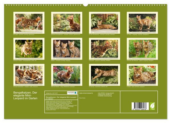 Produktbild: Bengalkatzen. Der elegante Mini-Leopard im Garten (hochwertiger Premium Wandkalender 2026 DIN A2 quer), Kunstdruck in Hochglanz