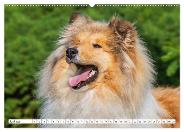 Produktbild: Collies - Eine Liebe f&uuml;r immer und ewig (hochwertiger Premium Wandkalender 2026 DIN A2 quer), Kunstdruck in Hochglanz
