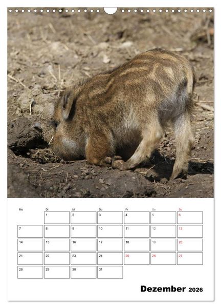 Produktbild: Der wildschweinische Terminplaner (Wandkalender 2026 DIN A3 hoch), CALVENDO Monatskalender