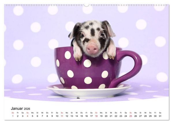 Produktbild: Niedliche Ferkel lovely piglets 2026 (Wandkalender 2026 DIN A2 quer), CALVENDO Monatskalender