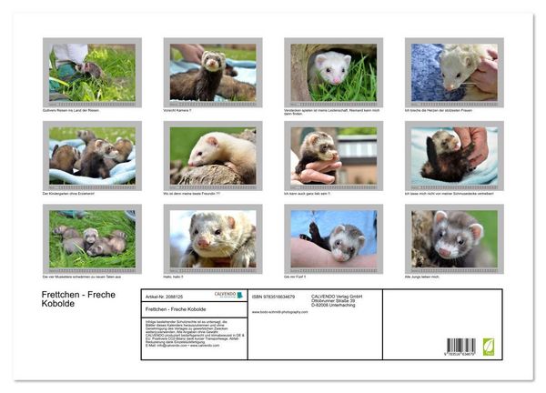 Produktbild: Frettchen - Freche Kobolde (Wandkalender 2026 DIN A2 quer), CALVENDO Monatskalender