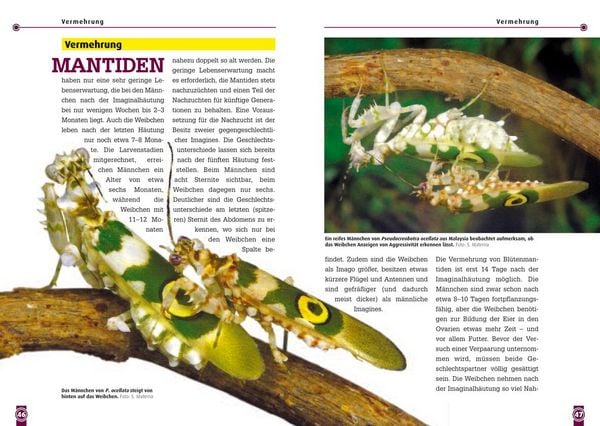 Produktbild: Bl&uuml;tenmantiden
