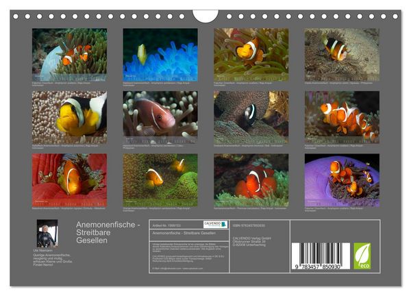 Produktbild: Anemonenfische - Streitbare Gesellen (Wandkalender 2026 DIN A4 quer), CALVENDO Monatskalender