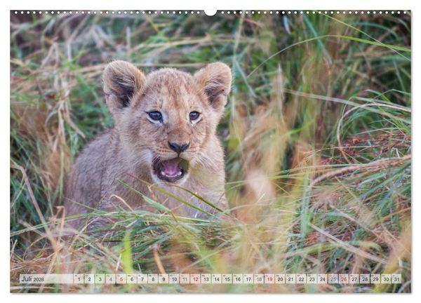 Produktbild: Emotionale Momente: Liebenswerte L&ouml;wenbabys (Wandkalender 2026 DIN A2 quer), CALVENDO Monatskalender