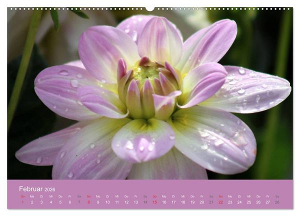 Produktbild: Dahlien (Wandkalender 2026 DIN A2 quer), CALVENDO Monatskalender