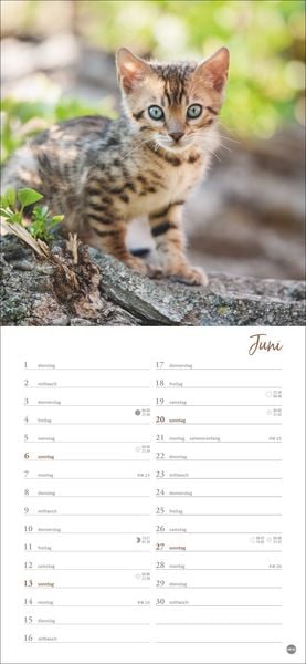 Produktbild: Katzen slim - Auf sanften Pfoten Kalender 2027