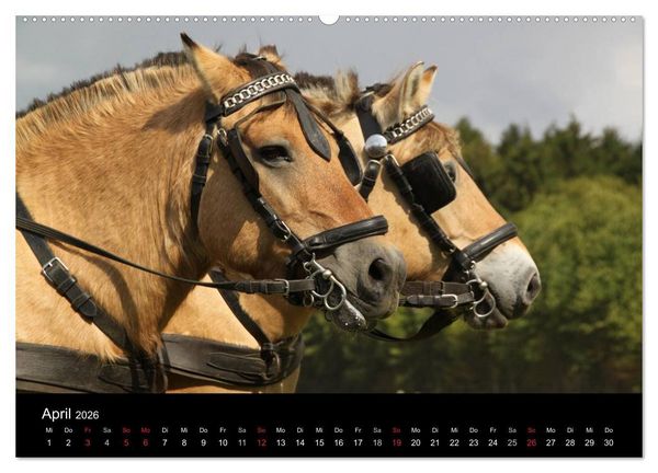 Produktbild: Starke Pferde bei der Arbeit (hochwertiger Premium Wandkalender 2026 DIN A2 quer), Kunstdruck in Hochglanz