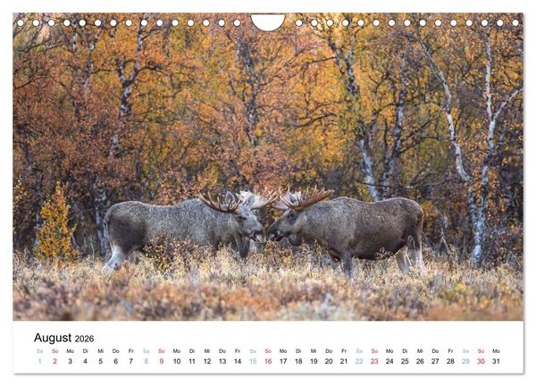 Produktbild: Tierwelt Skandinaviens (Wandkalender 2026 DIN A4 quer), CALVENDO Monatskalender
