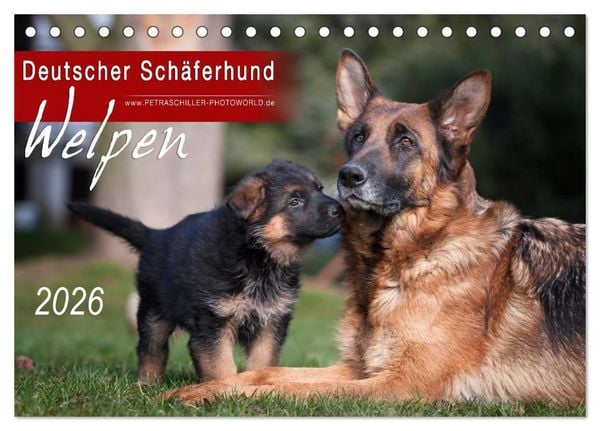 Produktbild: Deutscher Sch&auml;ferhund - Welpen / CH-Version (Tischkalender 2026 DIN A5 quer), CALVENDO Monatskalender