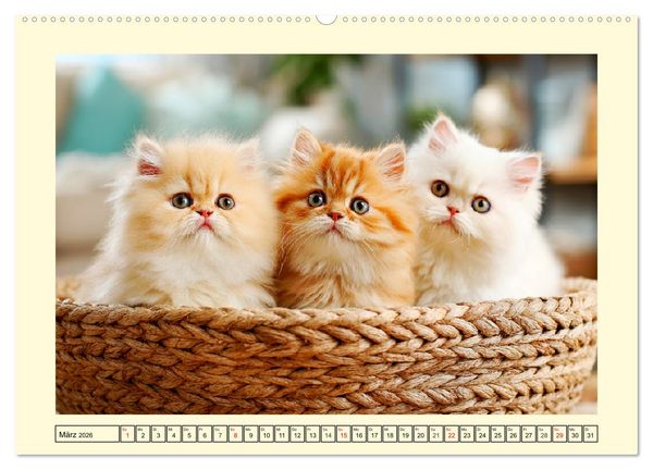 Produktbild: Edle Perserkatzen. Leises Schnurren in Haus und Garten (hochwertiger Premium Wandkalender 2026 DIN A2 quer), Kunstdruck in Hochglanz