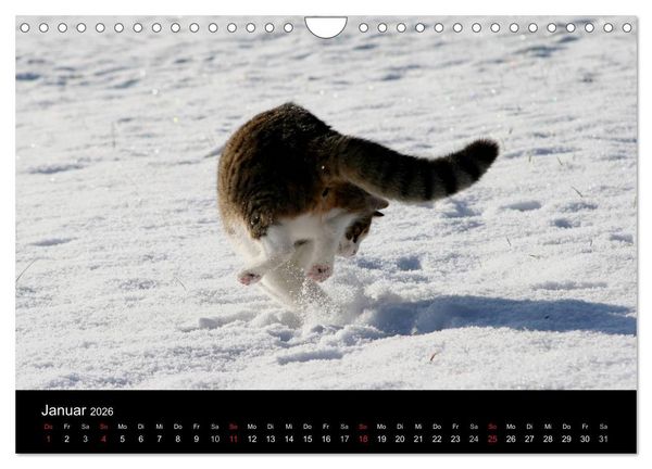 Produktbild: geliebte Katzen - auf Samtpfoten durchs Jahr (Wandkalender 2026 DIN A4 quer), CALVENDO Monatskalender