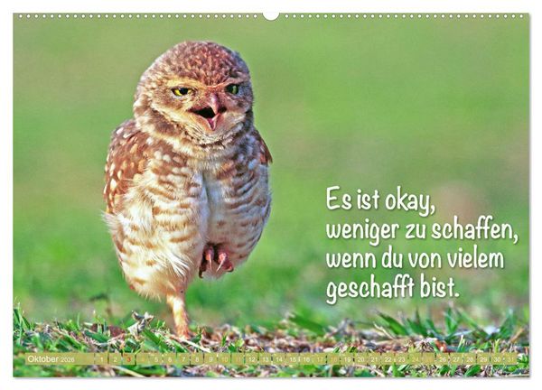 Produktbild: Die Eulen sind los: Edition lustige Tiere (Wandkalender 2026 DIN A2 quer), CALVENDO Monatskalender
