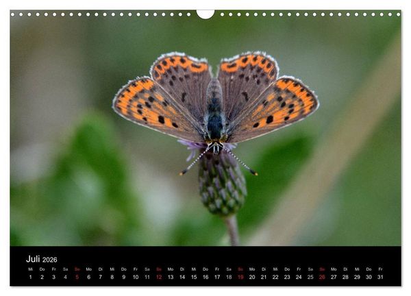 Produktbild: Schmetterlinge in Deutschland (Wandkalender 2026 DIN A3 quer), CALVENDO Monatskalender