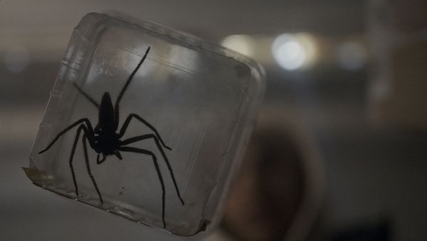 Spiders - Ihr Biss ist der Tod (Mediabook, 4K-UHD+Blu-ray+Bonus-Blu-ray)
