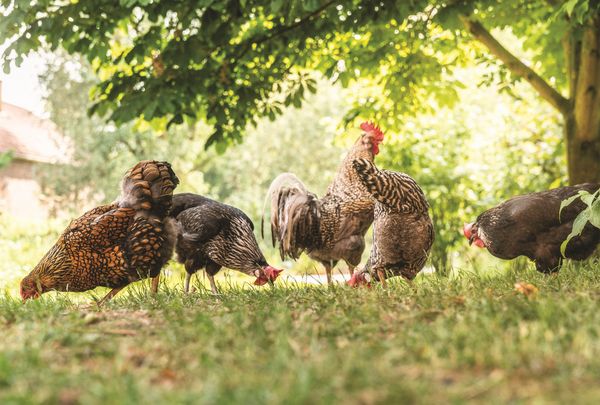 Produktbild: Das ganze Huhn