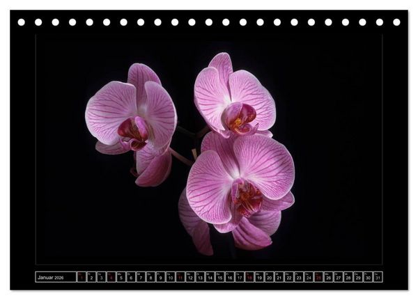 Produktbild: Orchideen 2026 (Tischkalender 2026 DIN A5 quer), CALVENDO Monatskalender