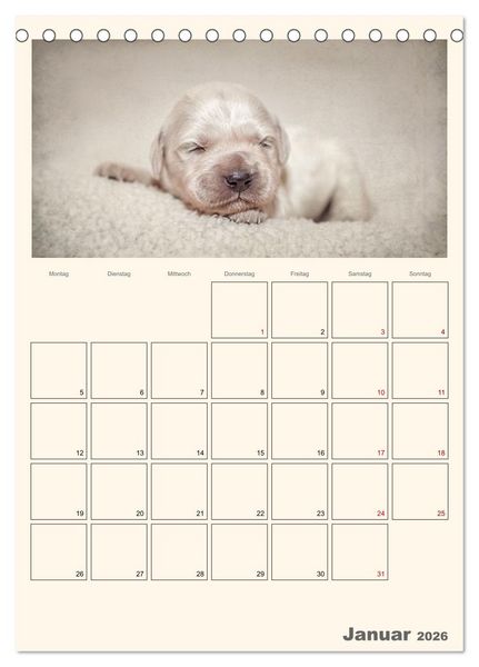 Produktbild: Zauberhafte Golden Retriever (Tischkalender 2026 DIN A5 hoch), CALVENDO Monatskalender