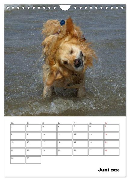 Produktbild: Gl&uuml;cklicher Golden Retriever (Wandkalender 2026 DIN A4 hoch), CALVENDO Monatskalender