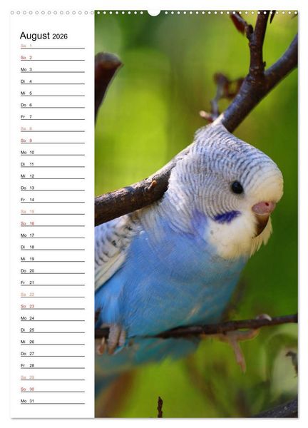 Produktbild: WELLENSITTICHE - S&uuml;&szlig;e Wellis (Wandkalender 2026 DIN A2 hoch), CALVENDO Monatskalender