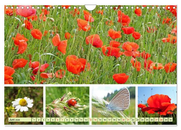 Produktbild: Bl&uuml;tenmeer am Wegesrand (Wandkalender 2026 DIN A4 quer), CALVENDO Monatskalender