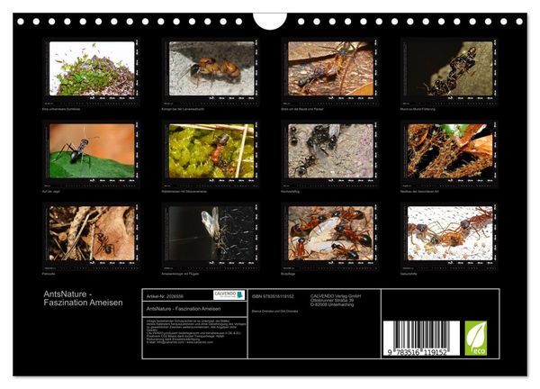 Produktbild: AntsNature - Faszination Ameisen (Wandkalender 2026 DIN A4 quer), CALVENDO Monatskalender
