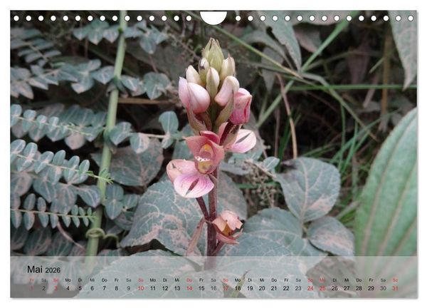 Produktbild: Orchideenland Ecuador (Wandkalender 2026 DIN A4 quer), CALVENDO Monatskalender