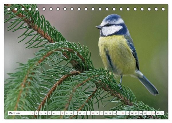 Produktbild: Heimische Gartenv&ouml;gel (Tischkalender 2026 DIN A5 quer), CALVENDO Monatskalender