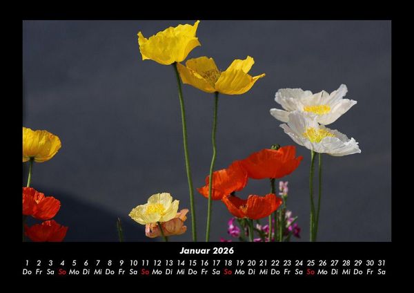 Produktbild: Blumentr&auml;ume 2026 Fotokalender DIN A3