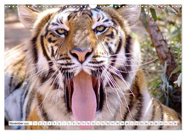 Produktbild: TIGER IMPRESSIONEN Gestreifte Seltenheit auf unserer Erde (Wandkalender 2026 DIN A3 quer), CALVENDO Monatskalender