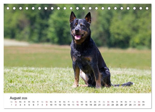 Produktbild: Faszinierende Australian Cattle Dogs (Tischkalender 2026 DIN A5 quer), CALVENDO Monatskalender