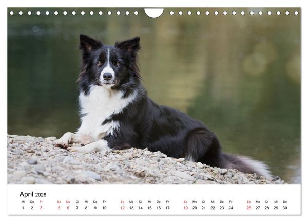 Produktbild: Border Collie - Bunt und clever! (Wandkalender 2026 DIN A4 quer), CALVENDO Monatskalender
